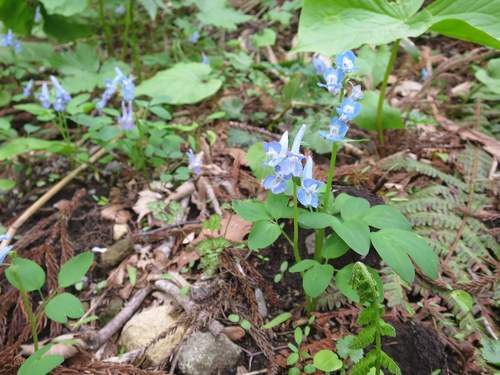 170508M26.JPG