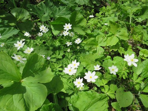 170508M22.JPG